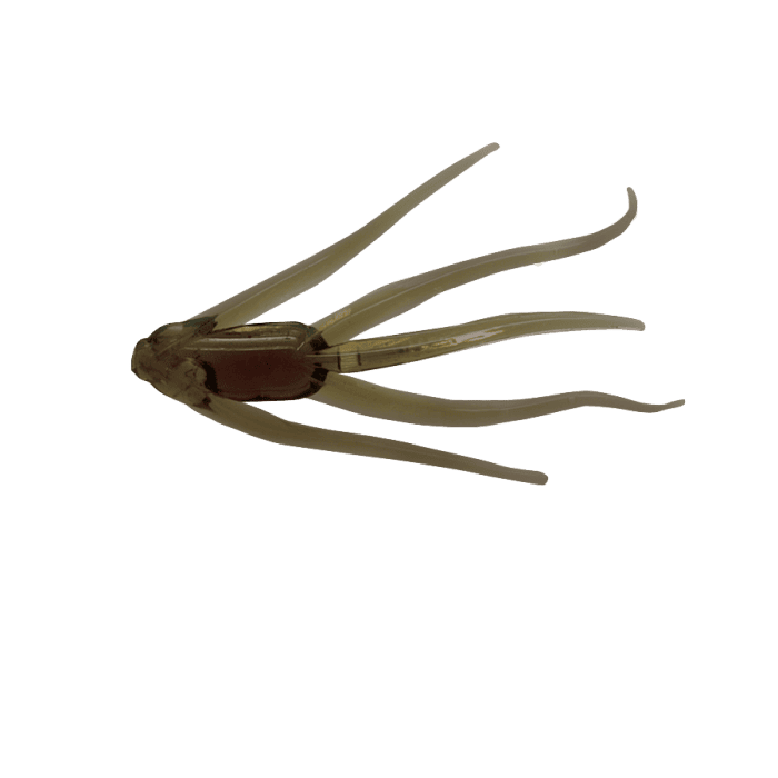 Maki Plastics Water Spider