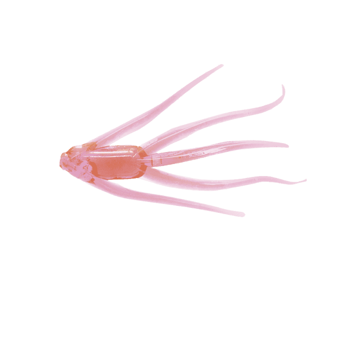 Maki Plastics Water Spider