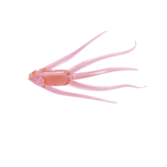 Maki Plastics Water Spider